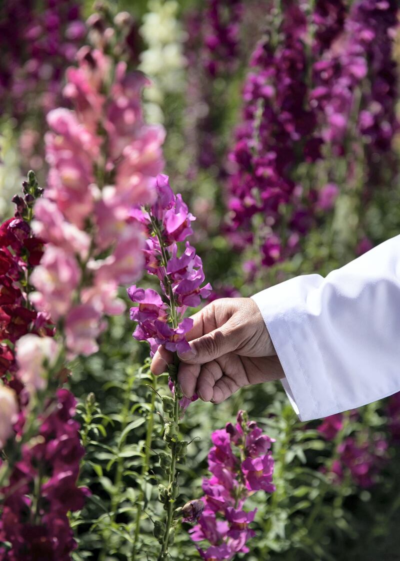 FUJAIRAH, UNITED ARAB EMIRATES.  16 FEBRUARY 2021. 
Snapdragon flowers at Mohammed Al Mazroui's UAE Flower Farm in Asimah valley.
Photo: Reem Mohammed / The National
Reporter: Alexandra Chavez