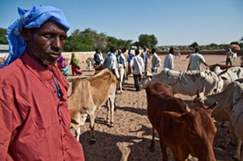 Cattle dealers, such as Mohamed Ismail, receive 90 per cent of their business from the Middle East.