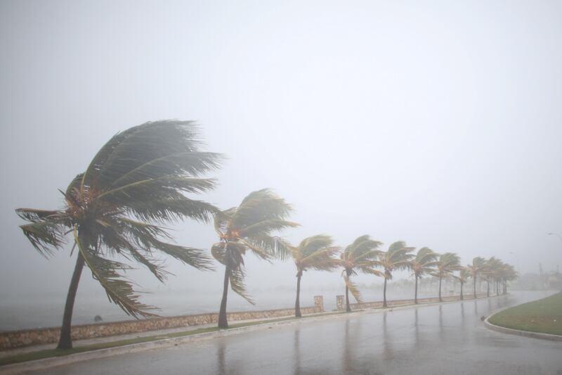 Palm trees sway in the wind prior to the arrival of the Hurricane Irma in Cuba. Alexandre Meneghini / Reuters