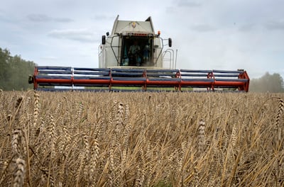 Wheat harvest in the village of Zghurivka, Ukraine after US officials accused Russia of theft of Ukrainian grain.  (AP Photo / Efrem Lukatsky, File)