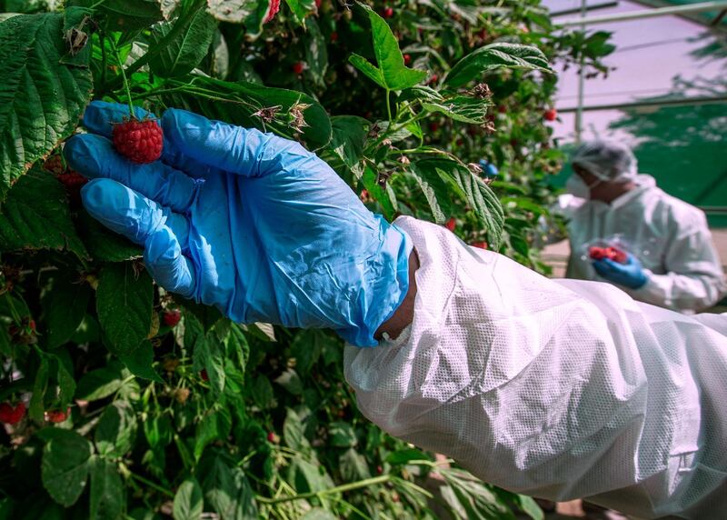 Abu Dhabi, United Arab Emirates, March 16, 2020.  
The UAE’s first raspberry and blackberry model farm, a project by the Abu Dhabi Agricultural and Food Safety Authority at Tarif-Liwa road, Al Dhafra region. -- A berry picker in full sanitary uniform. Face mask, hair net,  and white suit to maintain the utmost sanitary conditions to prevent the spread of coronavirus.
Victor Besa / The National
Reporter:  Sophia Vahanvaty 
Section:  NA