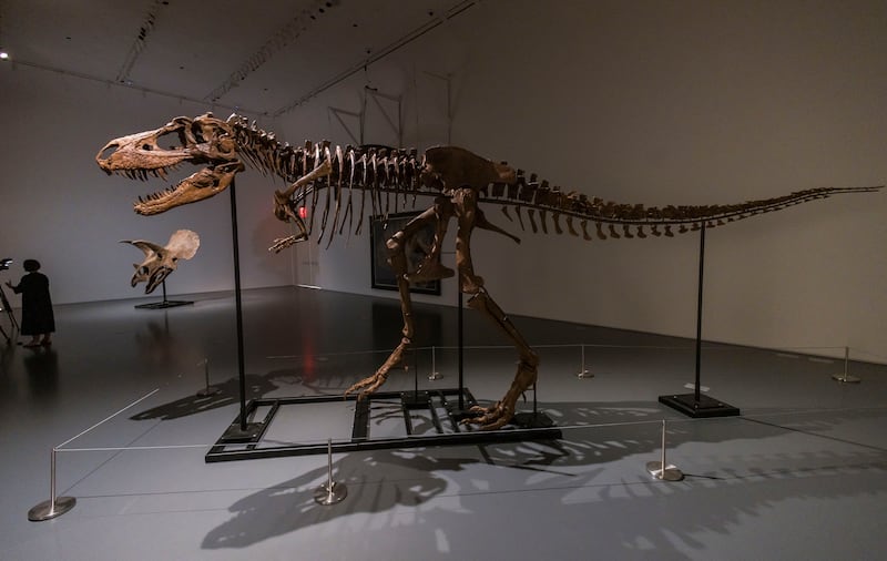 A Gorgosaurus fossil that is almost three metres tall is one of the only full skeletons to be offered for sale since 1997. EPA