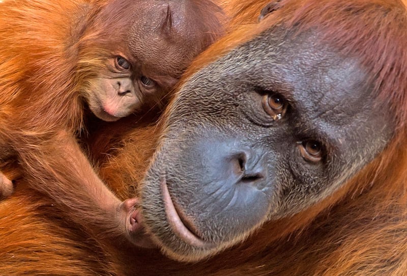 A baby orangutan relaxes near its mother Padana at the zoo in Leipzig, Germany. Jens Meyer / AP Photo