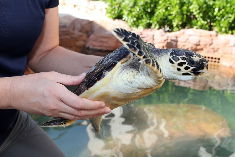 More than 60 per cent of the turtles at the project are young hawksbills that are born in this part of the Gulf