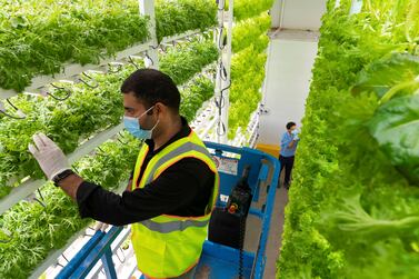 AJMAN, UNITED ARAB EMIRATES. 07 APRIL 2021. Oasis Green hydroponic farm located in the Jebel Ali free Zone. Oasis Greens is the UAE’s newest local farm that grow greens locally. The greens are pesticide-free and without any chemicals. Sibtain Abbas, Agricultural Engineer, inspects some of the plants. (Photo: Antonie Robertson/The National) Journalist: Janice Rodrigues. Section: National.