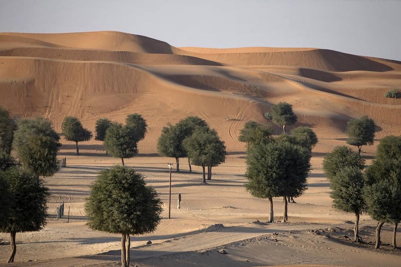 Ghaf trees in Al Hayer Forest, near the UAE-Oman border in Al Ain. The National