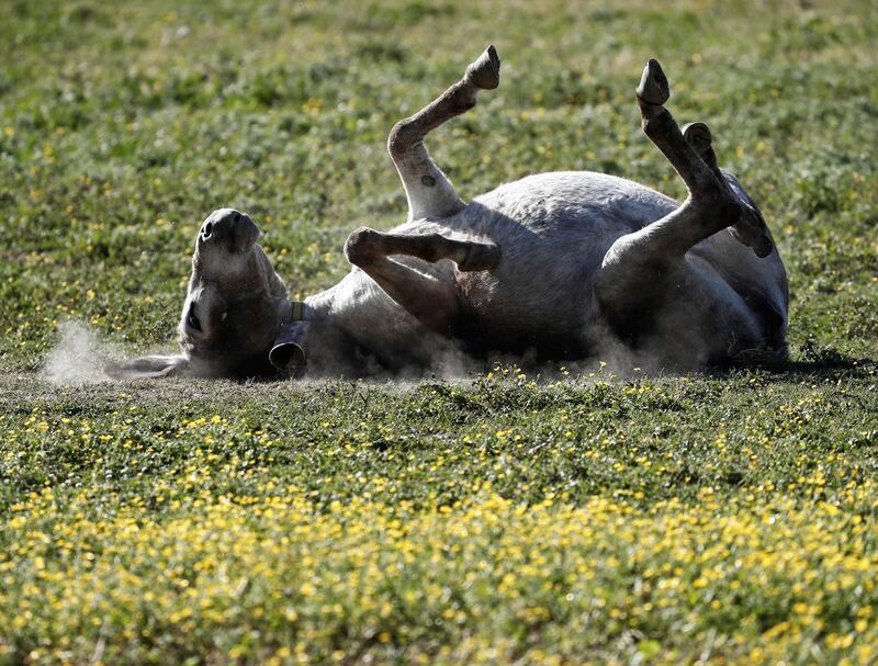 A donkey scratches his back on the grass in Pamplona, Spain. EPA