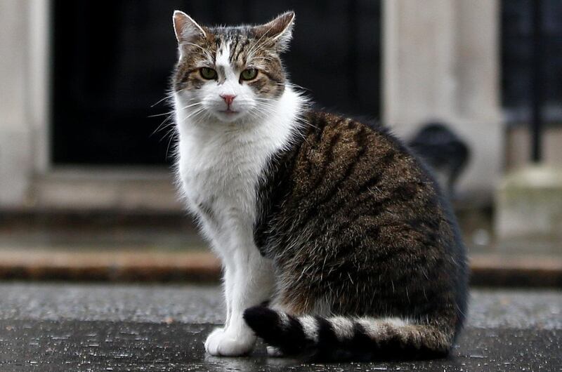 Larry the Cat sits outside Downing Street in London, Britain. Reuters