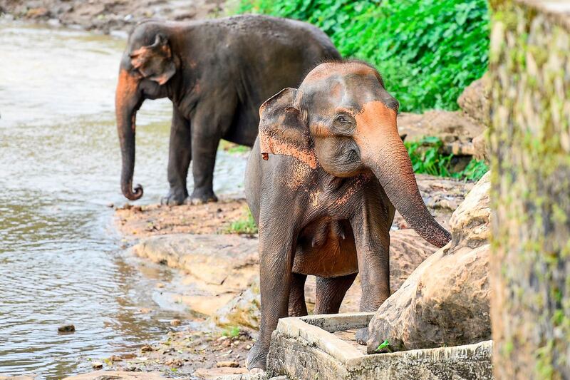 Elephants from the Pinnawala Elephant Orphanage walk in water at a river in Pinnawela, Sri Lanka. AFP