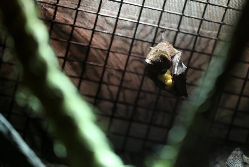 Dubai, United Arab Emirates - July 03, 2019: Seba's short-tailed bat. The Green Planet for Weekender. Wednesday the 3rd of July 2019. City Walk, Dubai. Chris Whiteoak / The National