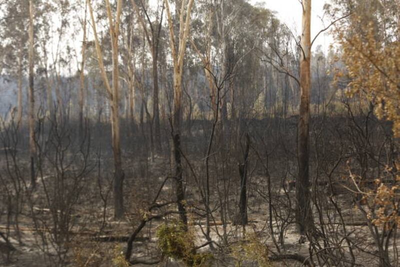 Burnt woodland after wildfires in El Tarf. Getty Images