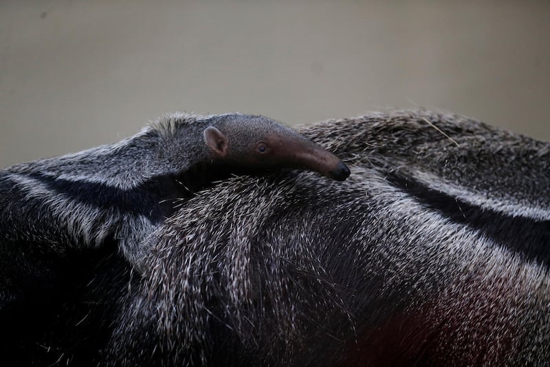 A baby ant bear is seen on the back of its mother in their enclosure at Dortmund Zoo in Germany. Reuters