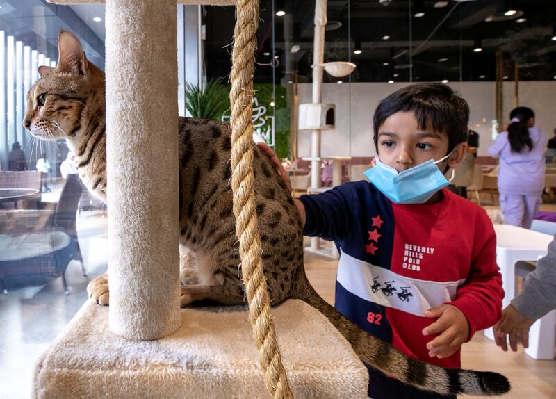 The cafe allows visitors to interact with its 13 fluffy residents.