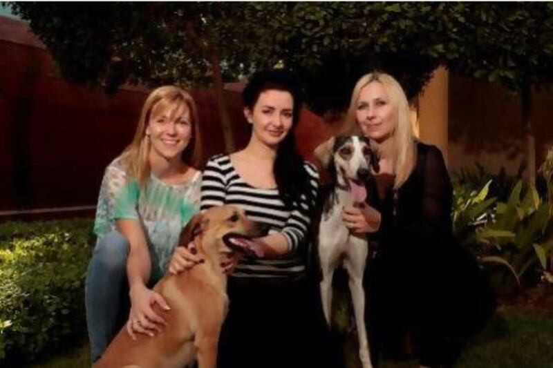 Members of the Arabian Saluki Centre of Dubai, from left, Trine Lund Petersen, Tillyard Jones  and Yelena Swain with two of the three saluki/greyhound crossbreeds that will be flown to the US tomorrow. Jeffrey E Biteng / The National