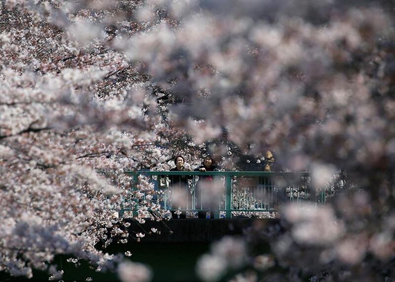 Women look at cherry blossoms in almost full bloom in Tokyo, Japan. Issei Kato / Reuters