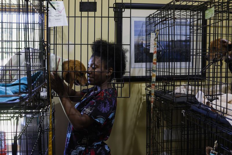 Jazmynne, a veterinary technician, places a beagle in a calming room after it was recently spayed at Paw Prints Animal Hospital. Getty Images / AFP
