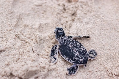 A hatchling is released at Taaras Redang Island. Courtesy Taaras Redang Island