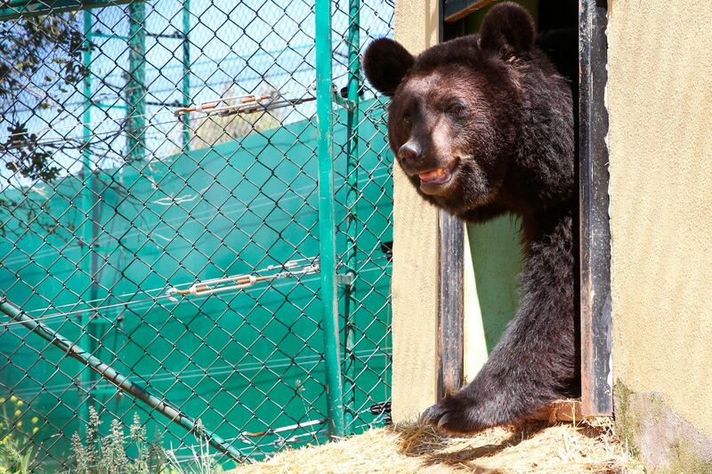 A black bear walks around an enclosure at Al Ma'wa For Nature and Wildlife.
