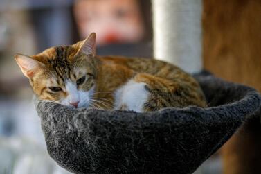 A cat is seen at the Ailuromania Cat Cafe, where customers can relax among purring felines or adopt a stray cat in Dubai, United Arab Emirates February 24, 2021. Picture taken February 24, 2021. REUTERS/Rula Rouhana