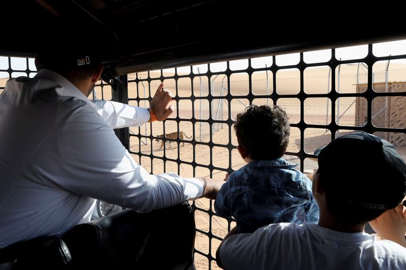 A family watches from inside a vehicle as a tiger prowls through the Riyadh Safari area.