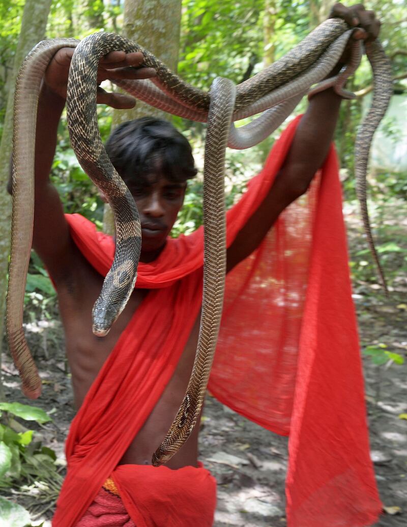 An Indian snake charmer displays a variety of 'gokhras' - cobras - to passers by at a snake fair at Purba Bishnupur village, around 85 kms north of Kolkata on August 17, 2013.  Hundreds of people queued in a remote village in eastern India over the weekend to receive blessings from metres-long and potentially deadly snakes, thought to bring them good luck.  AFP PHOTO/Dibyangshu SARKAR
 *** Local Caption ***  761205-01-08.jpg