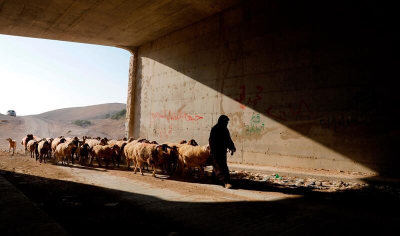 A Palestinian shepherd herds animals in the village of Khan al-Ahmar in the Israeli occupied West Bank. The village of roughly 200 people is at risk of being demolished at any time, despite fierce criticism from key European nations. / AFP