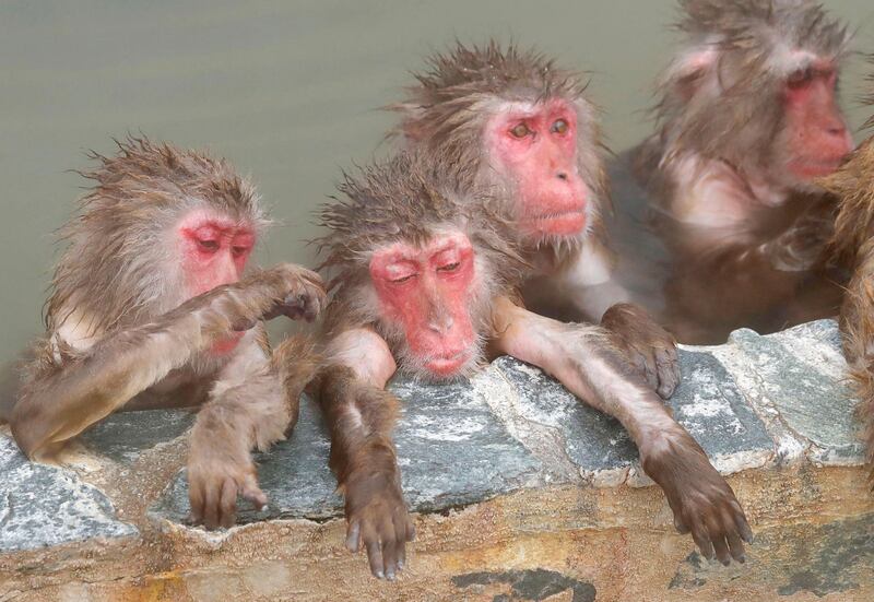 Japanese monkeys soak in a hot spring at a Hakodate Tropical Botanical Garden in Hakodate, northern Japan. AP