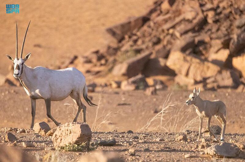 The Arabian oryx, the largest land mammal native to the Arabian Peninsula, weighs about 80 kilograms. Also known as the white oryx, its face and legs are dark in colour.