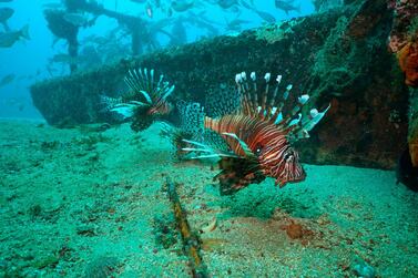 An artificial reef off Destin, Florida. Alex Fogg via AP