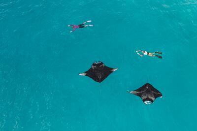 Guests can swim with manta rays at The Westin Maldives Miriandhoo Resort. Photo: Westin Maldives Miriandhoo Resort