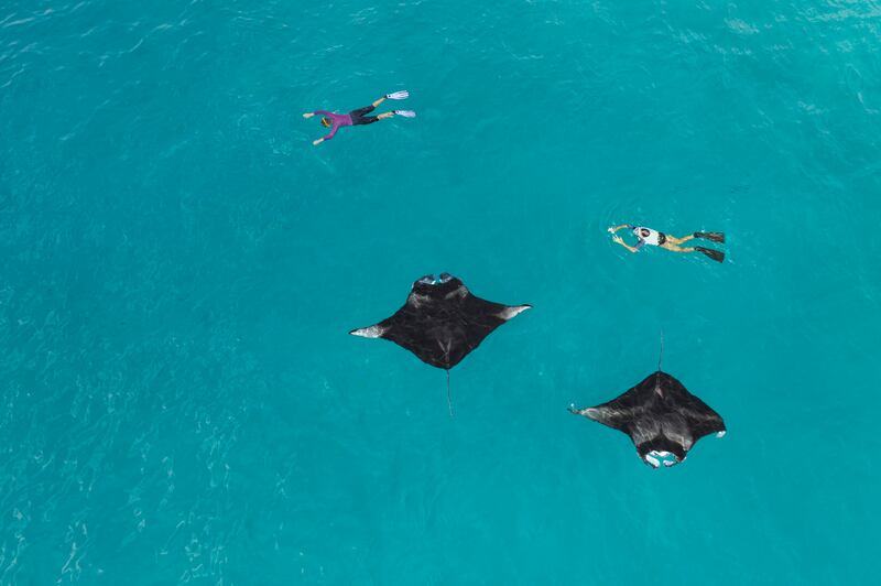 Guests can swim with manta rays at The Westin Maldives Miriandhoo Resort. Photo: The Westin Maldives Miriandhoo Resort
