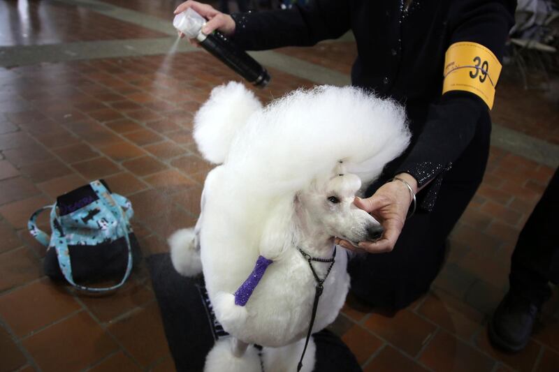Denise Agre-gill uses a styling spray to groom her toy poodle Andre before they compete in the Best of Breed event. Photo: AP