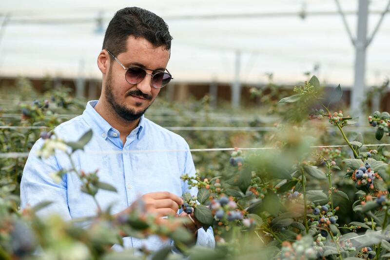 Abdul Fattah, farm manager at Al Foah.