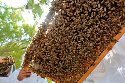 The Sustainable City in Dubai owns more than 1,000 bee hives. Courtesy - The Sustainable City