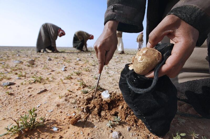 A man collects truffles, in a desert south of Baghdad. The truffles fetch as much as Dh125 per kilo in the markets of Basra. Mohammed Ameen / Reuters