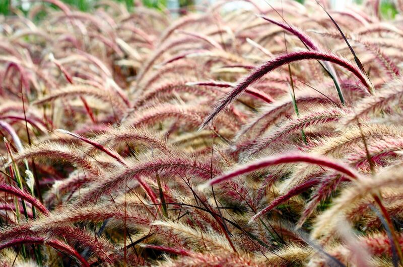 C5WD7H Red Bristle grass Herb in the wind. Image shot 08/2011. Exact date unknown.