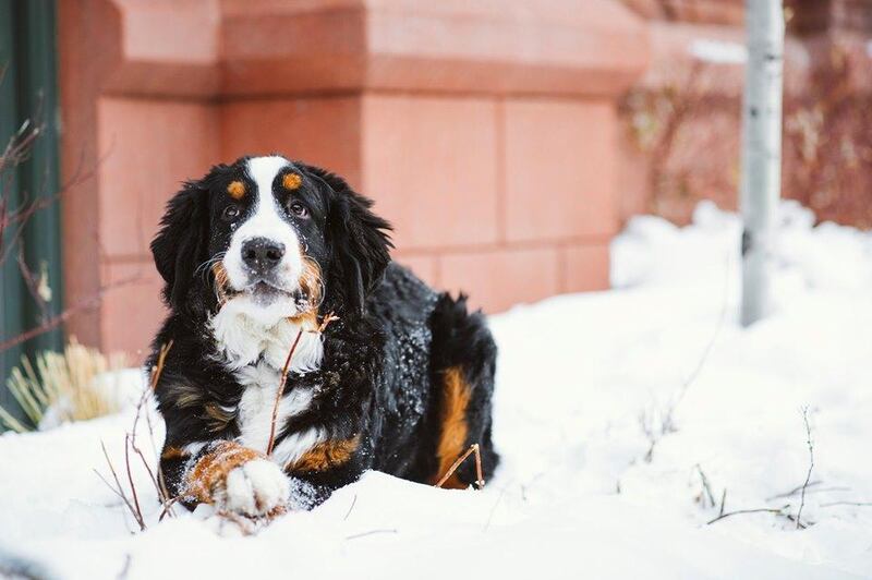 Kitty the Bernese mountain dog is looking to hire her own fur butler. Courtesy St Regis Aspen Resort