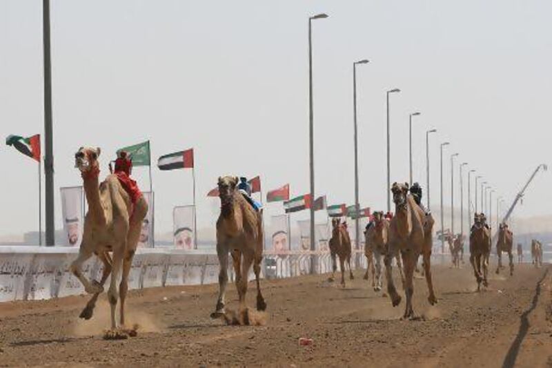 Race in progress in Sheikh Category yesterday at Al Wathba camel race finals.
