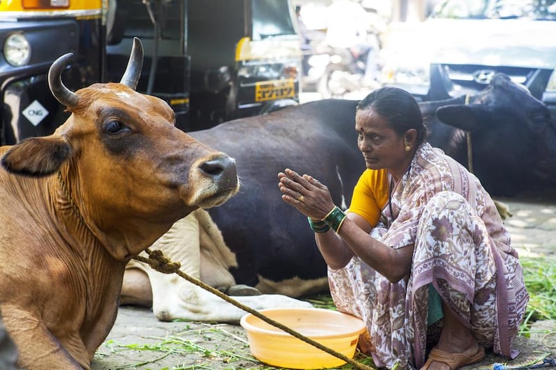 The cow is considered sacred in Hindu Culture. Subhash Sharma for The National / March 11, 2015