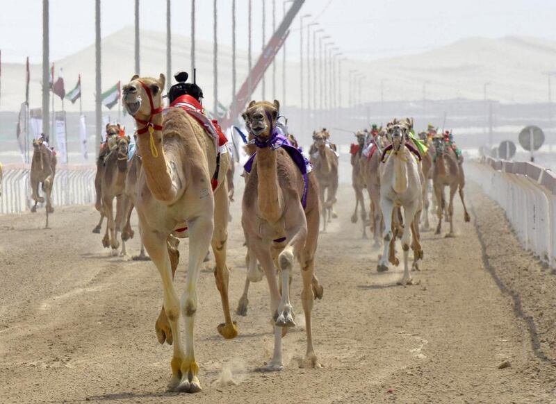 The Al Wathbah race festival runs from March 10 to 19, 2014. It is considered once of the most lucractive of the camel racing season for the staggering number of vehicles handed out as prizes. WAM 