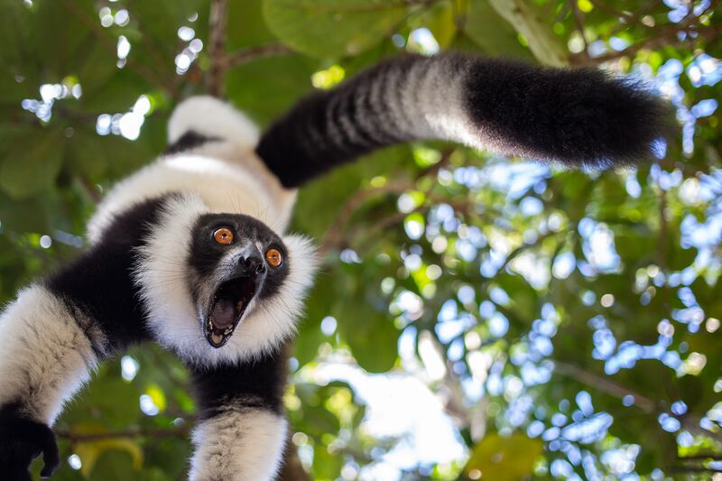 A black-and-white ruffed lemur in Madagascar. Sergey Savvi / Comedywildlife