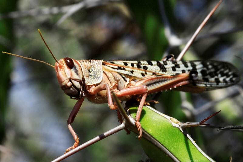 FILE PHOTO: A desert locust is seen feeding on a plantation in a grazing land on the outskirt of Dusamareb in Galmudug region, Somalia December 22, 2019. REUTERS/Feisal Omar/File Photo