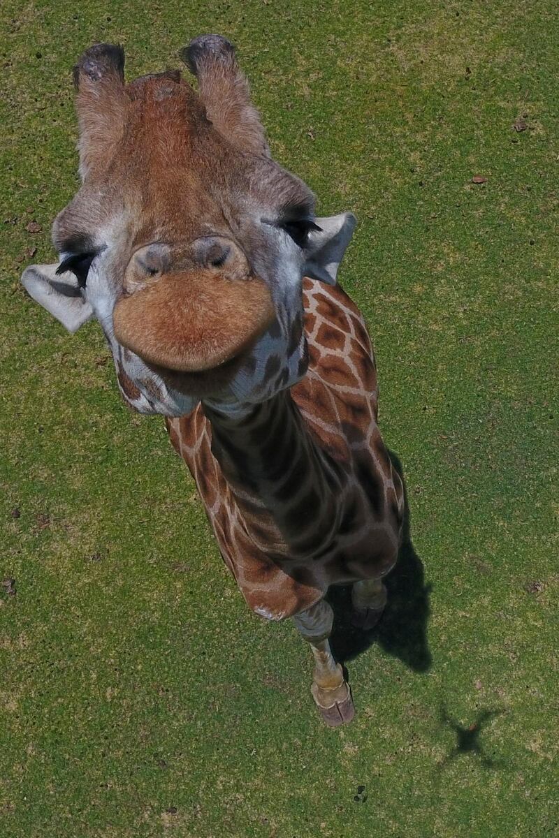 A curious giraffe peers up at a drone, in Bioparque Estrella in Chapa de Mota, Mexico State, Mexico. AP