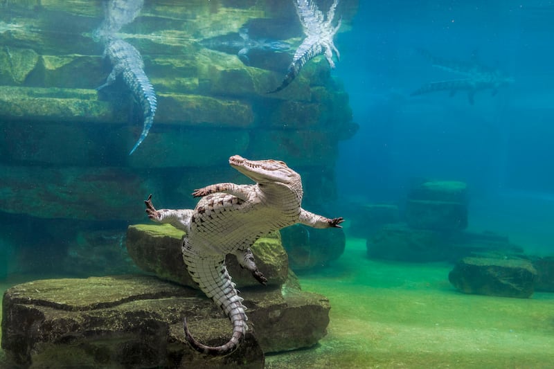 The Dubai Crocodile Park is home to 250 Nile crocodiles. Photo: Dubai Crocodile Park