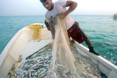 Fishermen collect their nets full of fish near Al Bateen port. Nicole Hill for The National