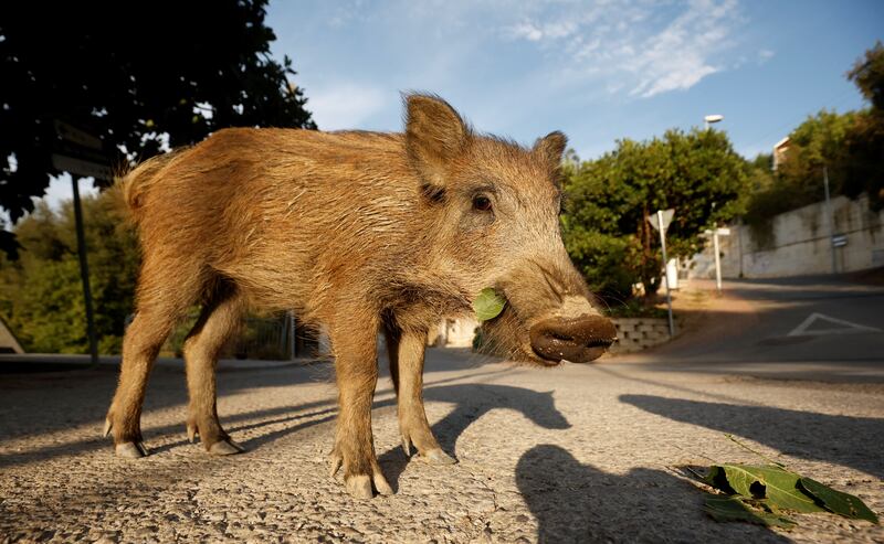 A young boar walks through Las Planas neighborhood in the Collserola Natural Park in Barcelona, Spain. Reuters