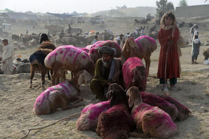 An Afghan vendor waits for customers at a cattle market set up for the upcoming Muslim holiday of Eid al-Adha, on the outskirts of Jalalabad.  Noorullah Shirzada / AFP