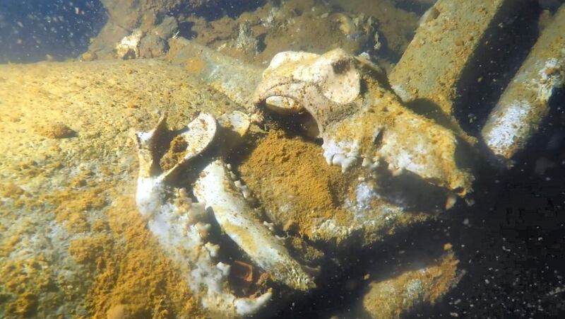 Dog skulls found at the Ines wreck, 70 metres under water, in Fujairah. Courtesy Simon Nadim / XR Hub 