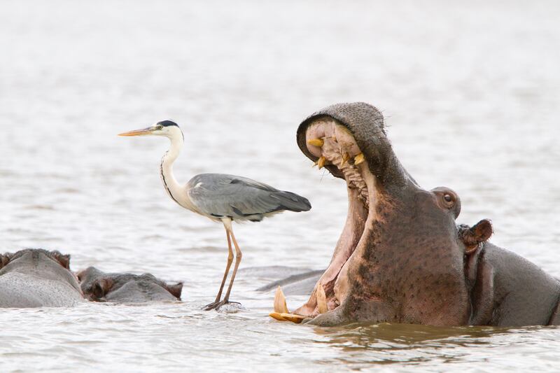 'Misleading African viewpoints 2'.  Taken in Kruger National Park, South Africa. Jean-Jacques Alcalay-Marcon / Comedy Wildlife 2022