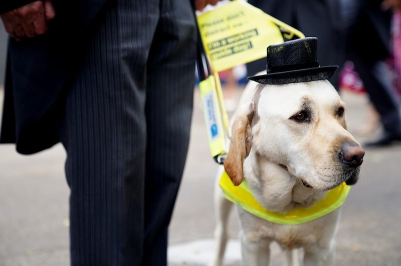 Guide dog Jimbo attends day three of Royal Ascot at Ascot Racecourse. Reuters